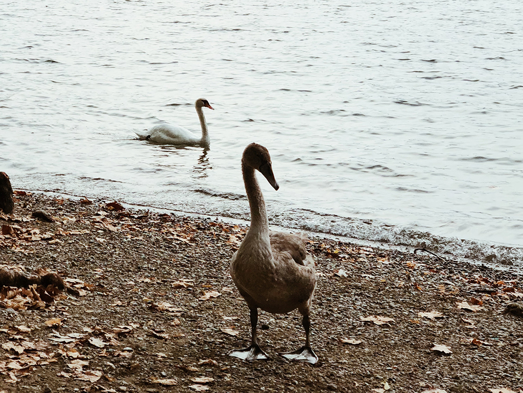 ugly duckling, a serenade to the season